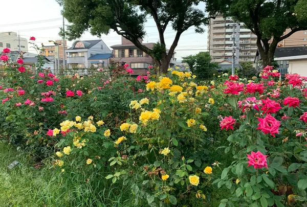 ばら公園