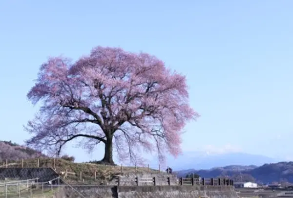 わに塚のサクラ