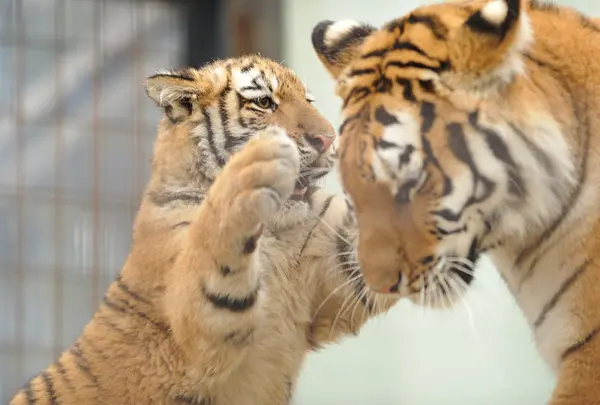 京都市動物園の写真・動画_image_80753