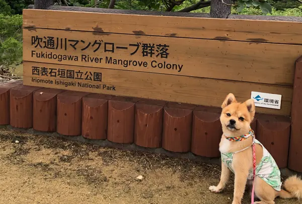 ヒルギ群落の写真・動画_image_808984