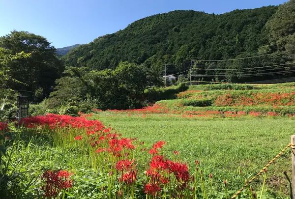日向彼岸花の里