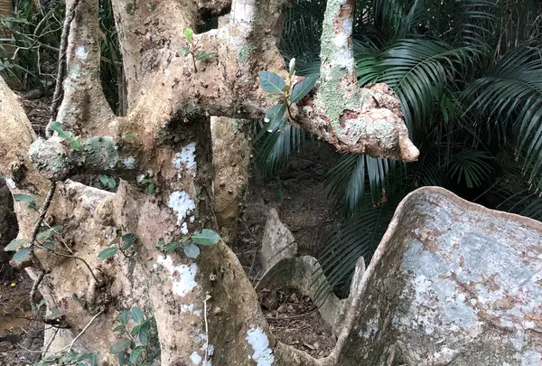 古見のサキシマスオウノキ群落の写真・動画_image_810262