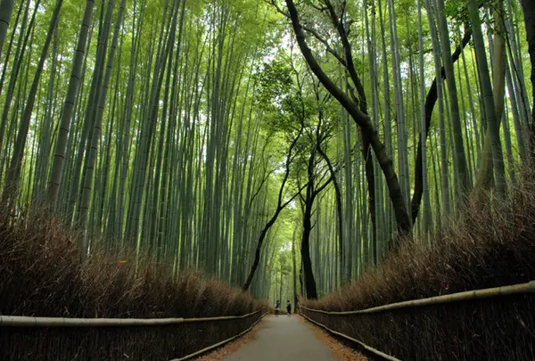 竹林の小径