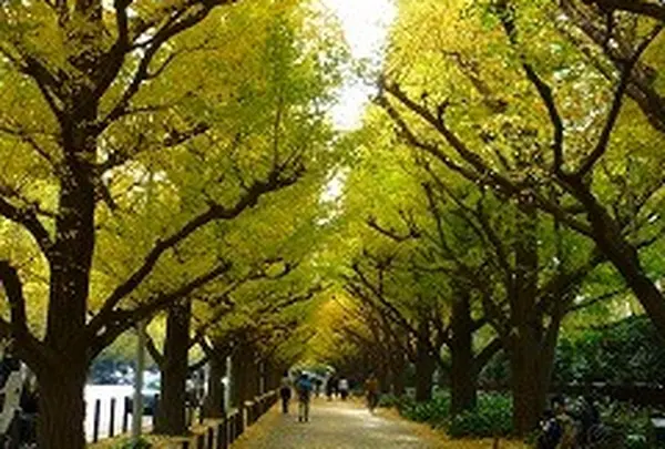 明治神宮外苑銀杏並木