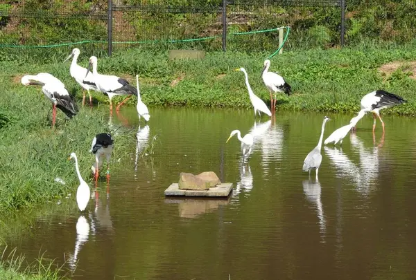 兵庫県立コウノトリの郷公園