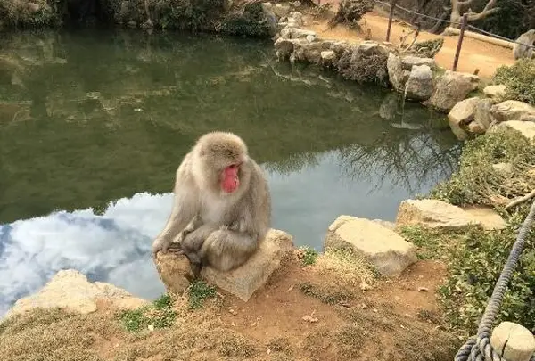 嵐山モンキーパークいわたやま
