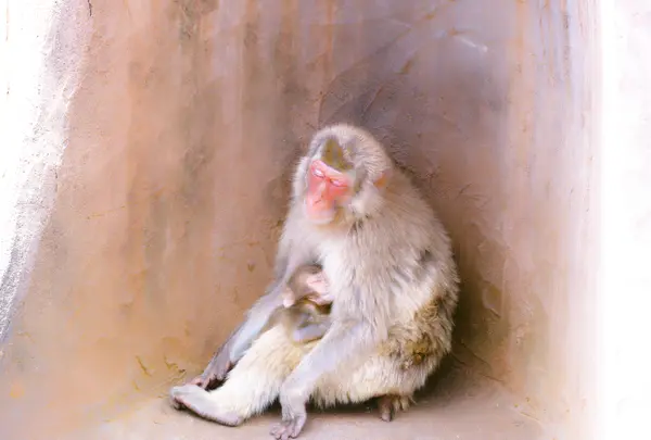 福知山市動物園の写真・動画_image_816576