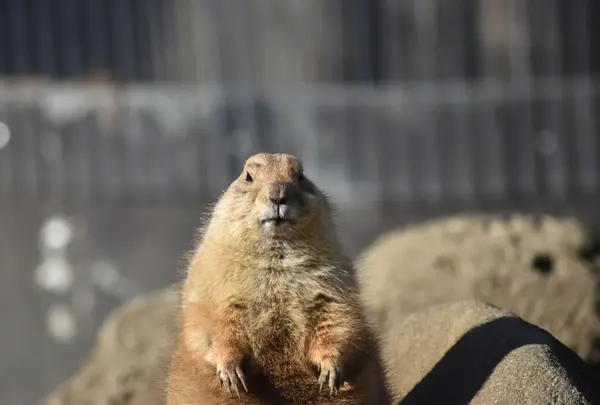 江戸川区自然動物園の写真・動画_image_816578