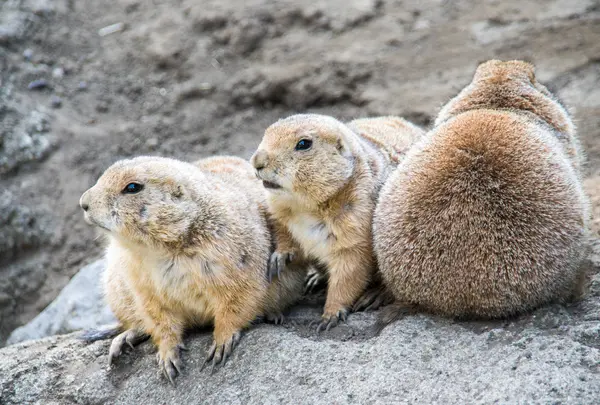 江戸川区自然動物園の写真・動画_image_816579
