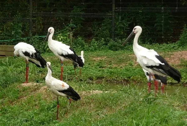 兵庫県立コウノトリの郷公園