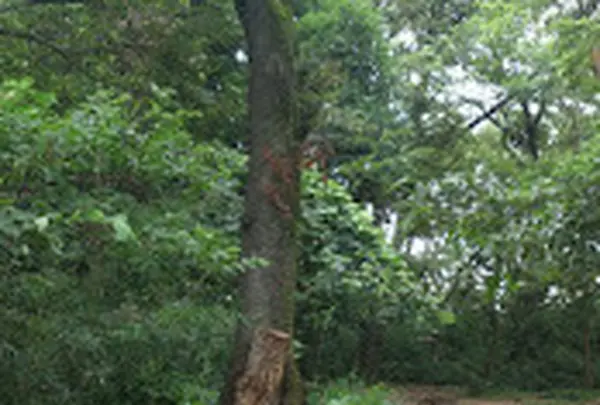 高尾山さる園・野草園