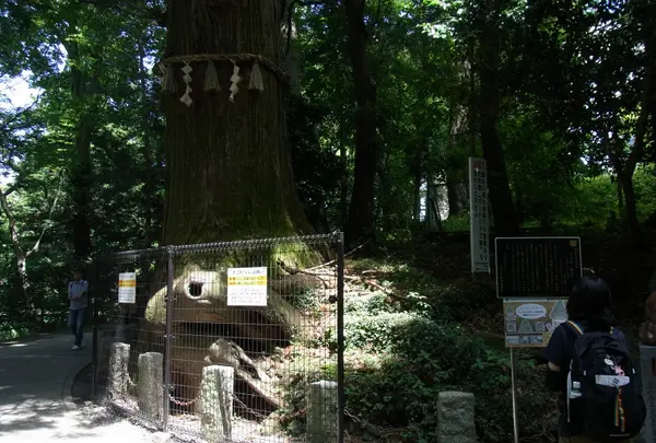 たこ杉