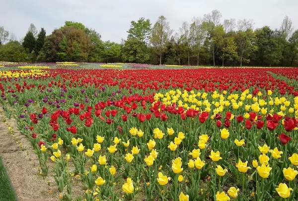 国営備北丘陵公園