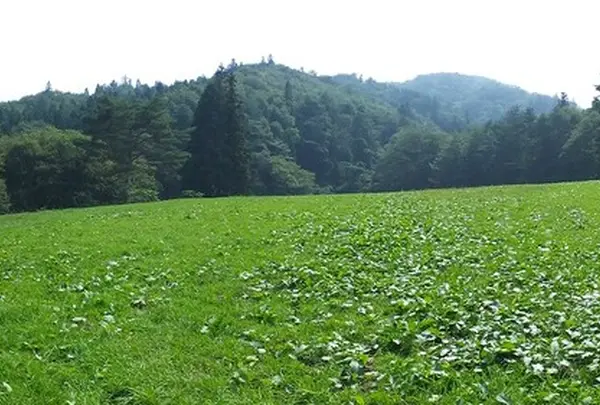 デンデラ野