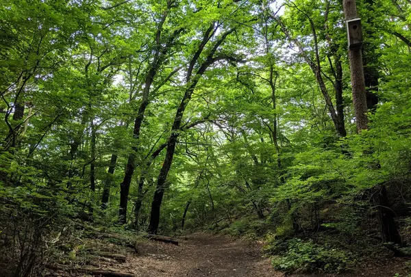 軽井沢野鳥の森