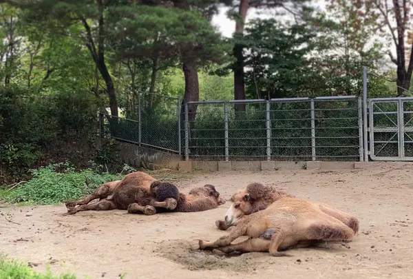八木山動物公園フジサキの杜