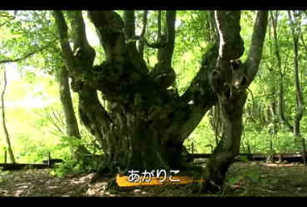あがりこの森