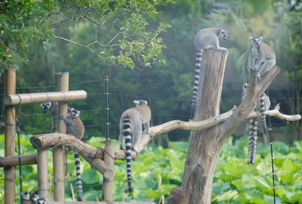 上野動物園の写真・動画_image_82869