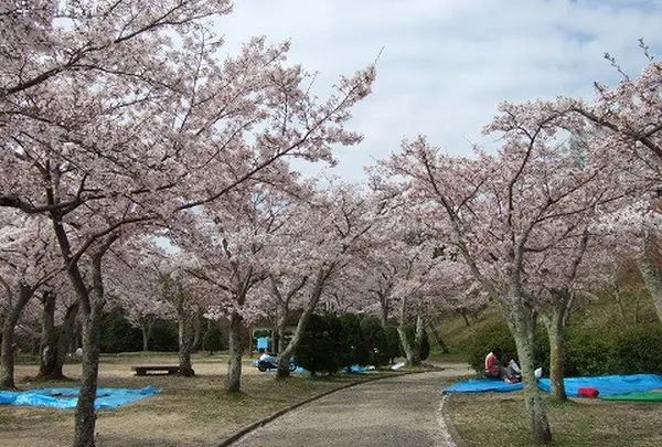 【花見スポット】摂津峡公園