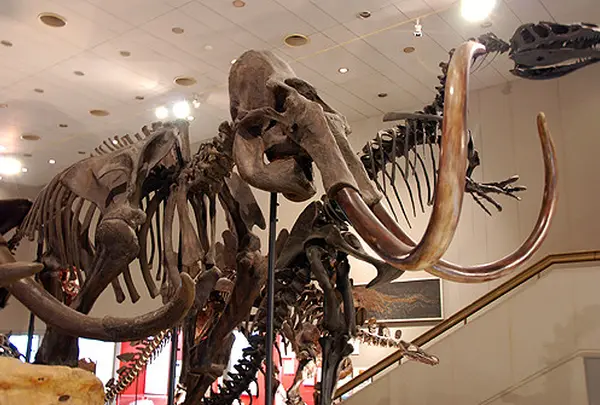 大阪市立自然史博物館