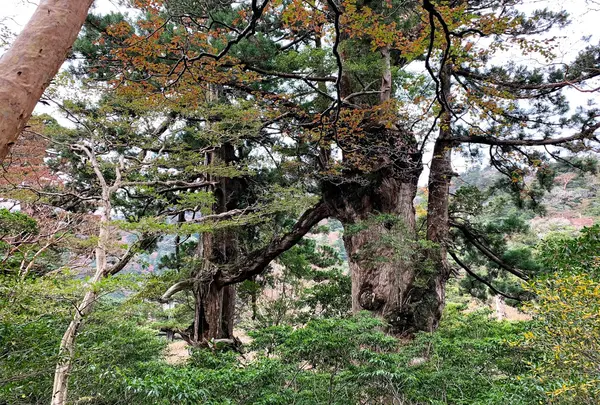 夫婦杉