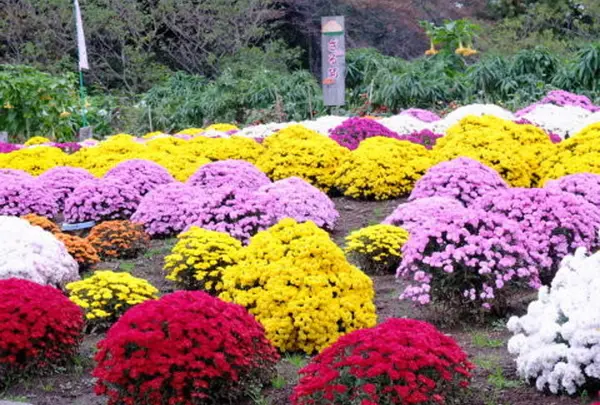 花咲く里山の写真・動画_image_84297