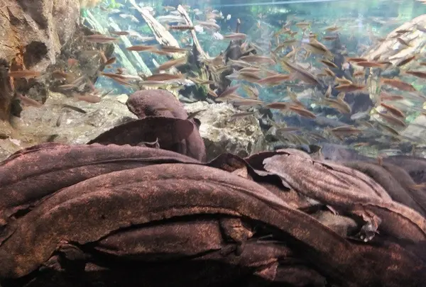京都水族館の写真・動画_image_84491