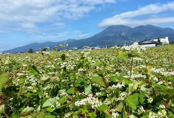 磐梯山の写真・動画_image_84716