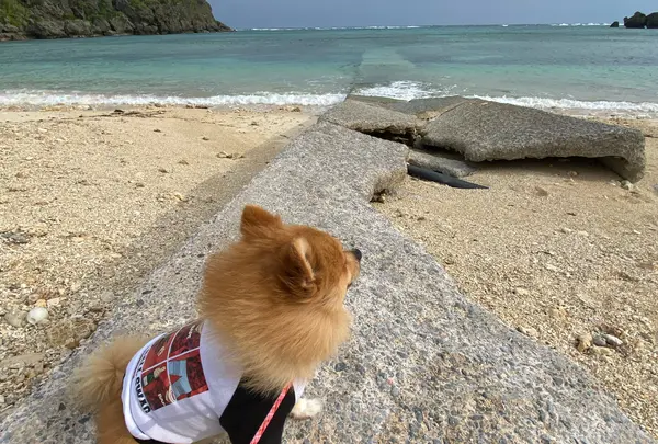 ウクン浜の写真・動画_image_849514