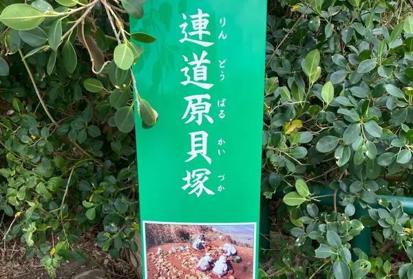 連道原貝塚の写真・動画_image_849933