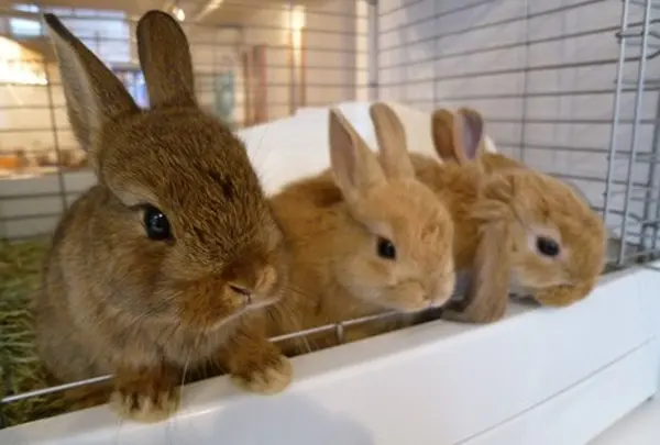 うさぎCafe おひさま