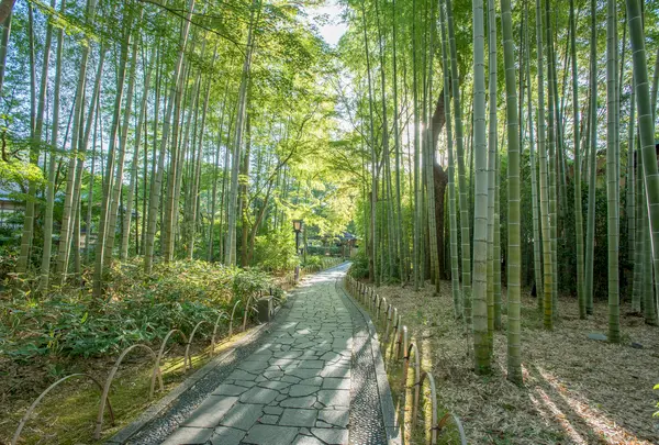 修善寺の写真・動画_image_851240