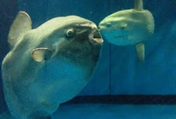 アクアワールド茨城県大洗水族館
