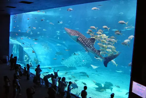 沖縄美ら海水族館