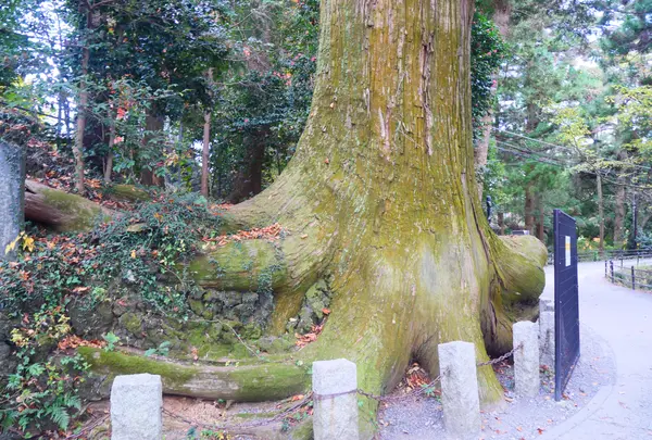 たこ杉