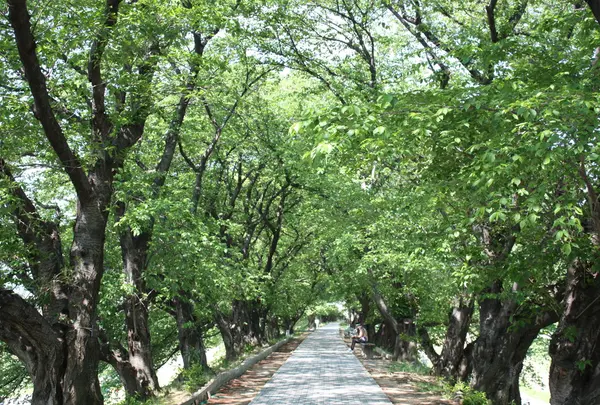 淀川河川公園背割堤地区の写真・動画_image_85736