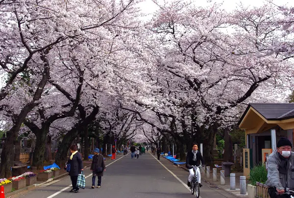 谷中霊園