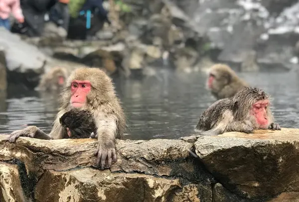 地獄谷野猿公苑
