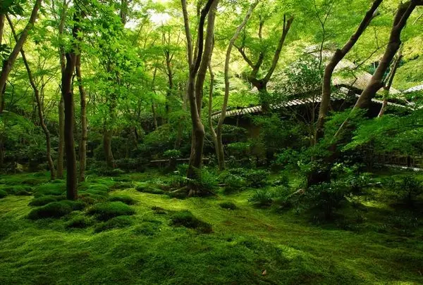 祇王寺