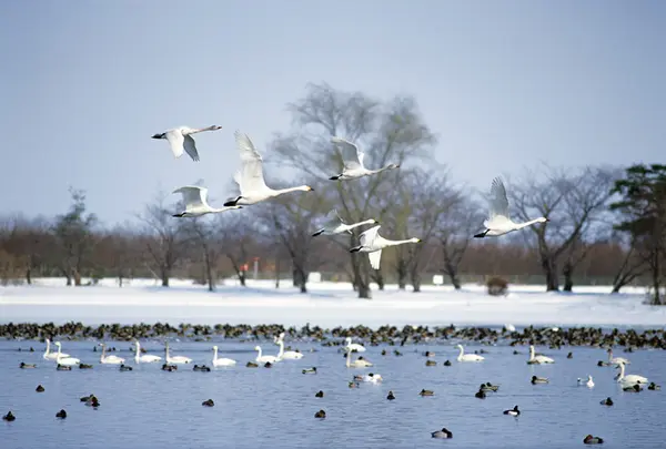 瓢湖水きん公園
