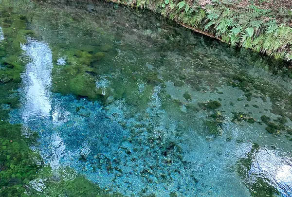 白川水源の写真・動画_image_860853