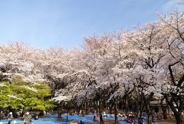 飛鳥山公園