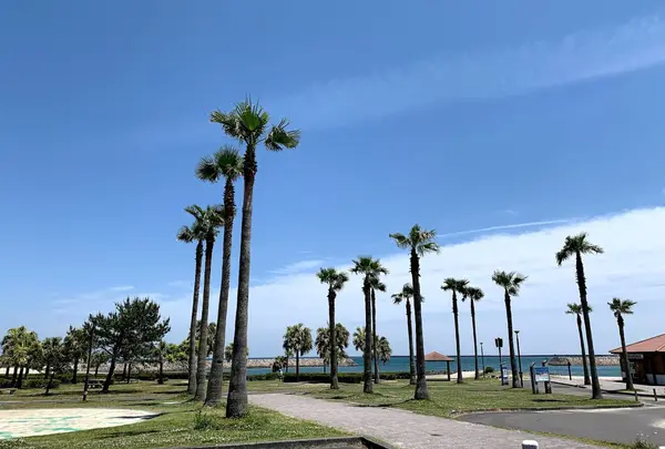 Sunbeach Hitotsuba / サンビーチ一ツ葉