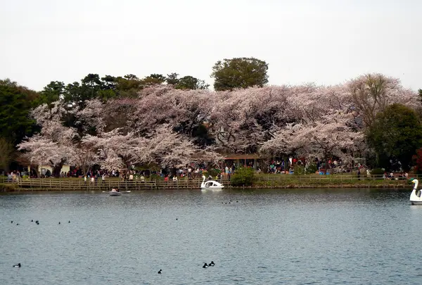 洗足池公園