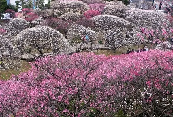3月　池上梅園　梅