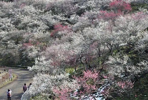 3月　高尾梅郷