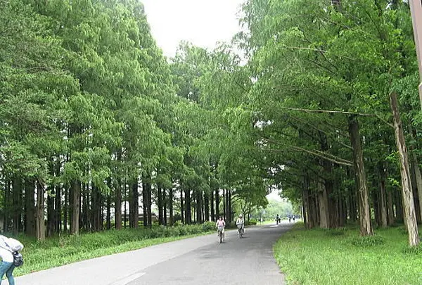 メタセコイアの森（水元公園）