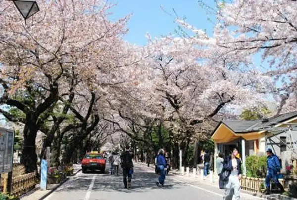 谷中霊園