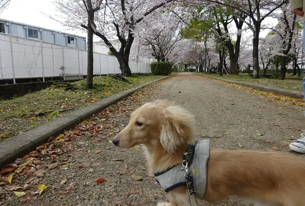 はるかペットクリニック