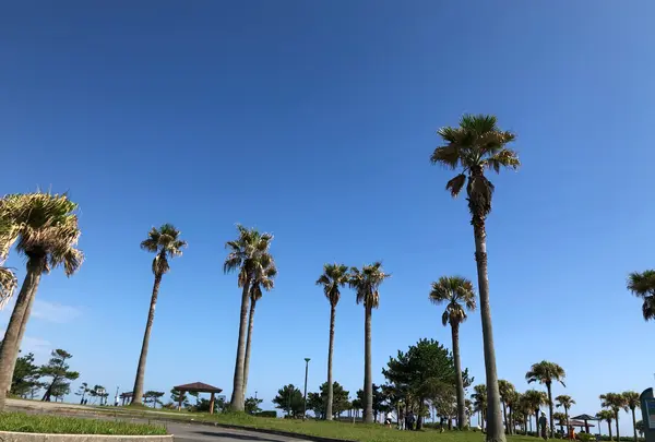 サンビーチ一ツ葉（Sunbeach Hitotsuba）の写真・動画_image_872270